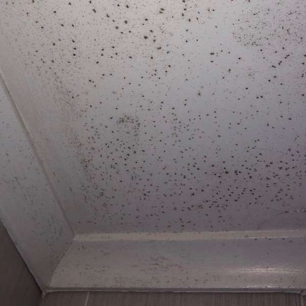 Mouldy ceiling by Contents Restoration and Services